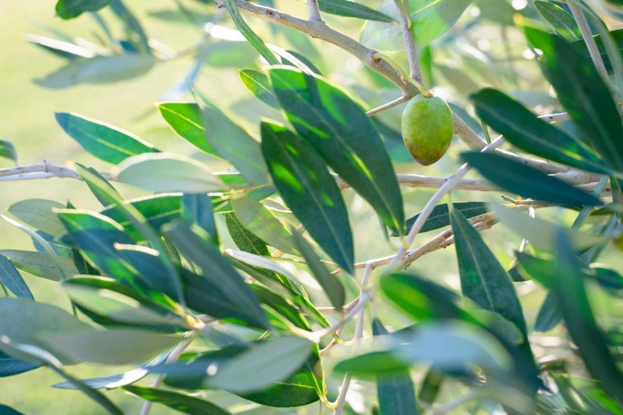 Agriturismo Terre Di Castiglione Castiglione della Pescaia Dış mekan fotoğraf